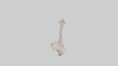 Human Femur Bone Model VR / AR / low-poly
