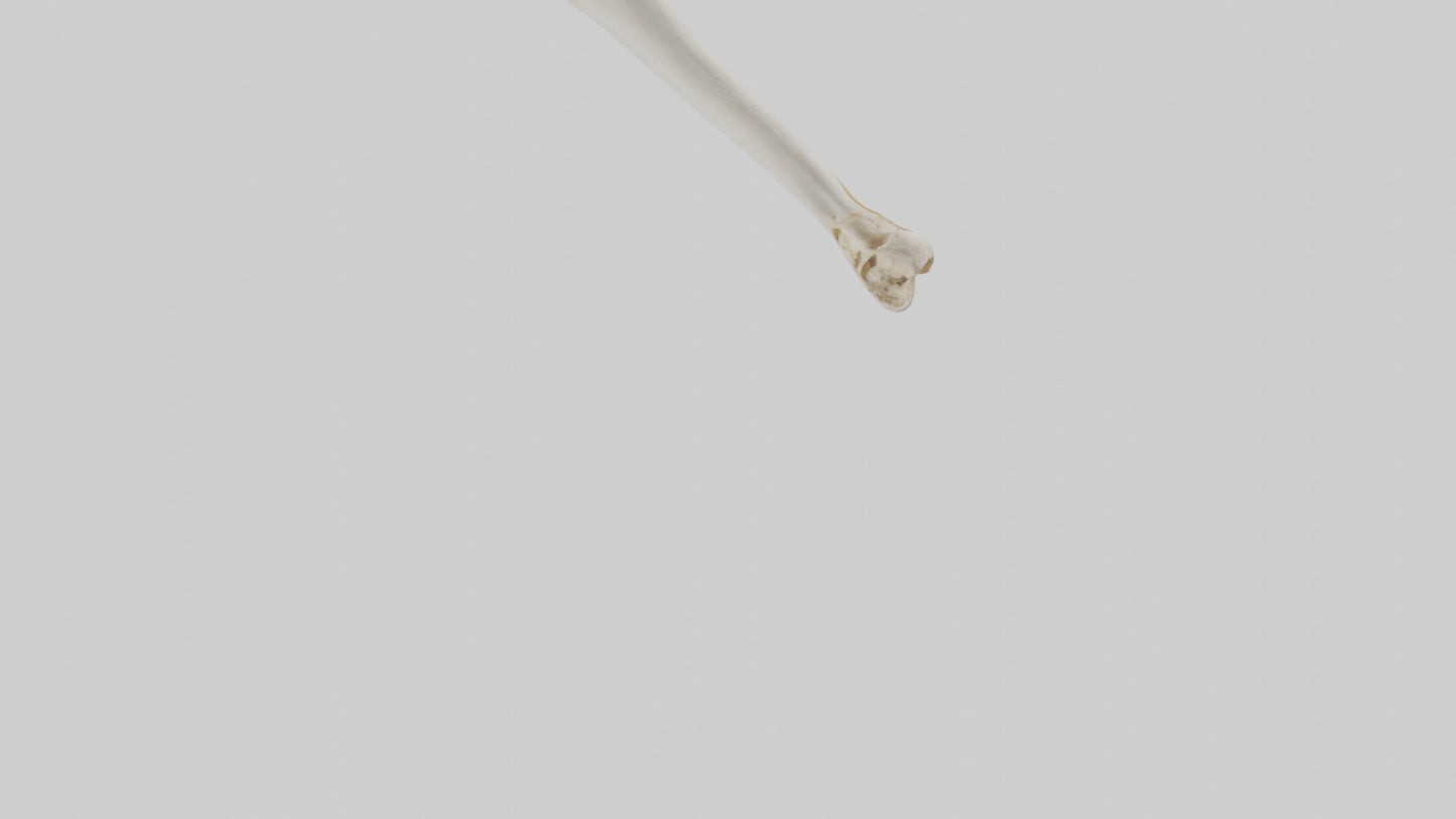 Human Femur Bone Model VR / AR / low-poly