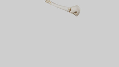 Human Femur Bone Model VR / AR / low-poly