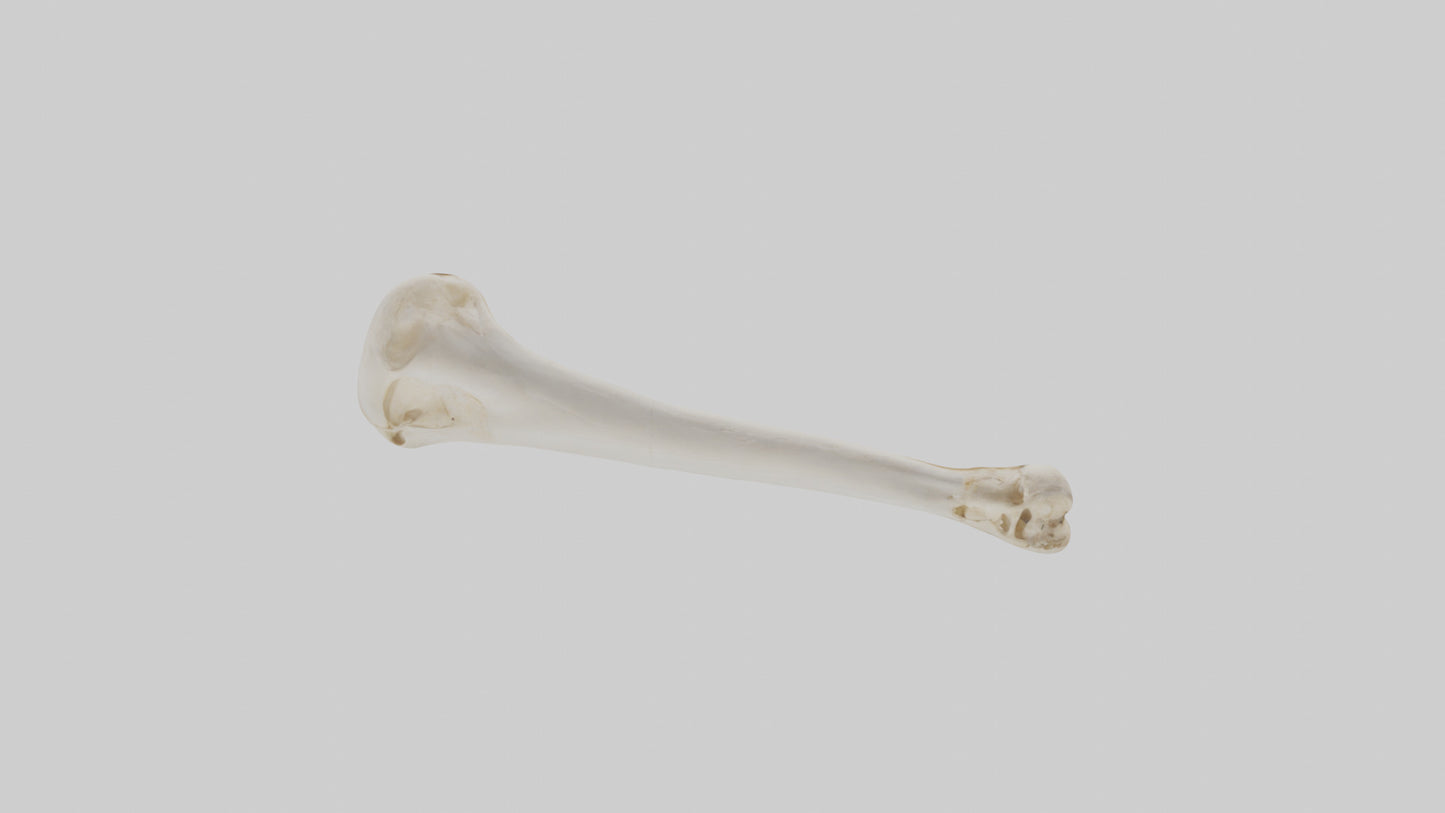 Human Femur Bone Model VR / AR / low-poly
