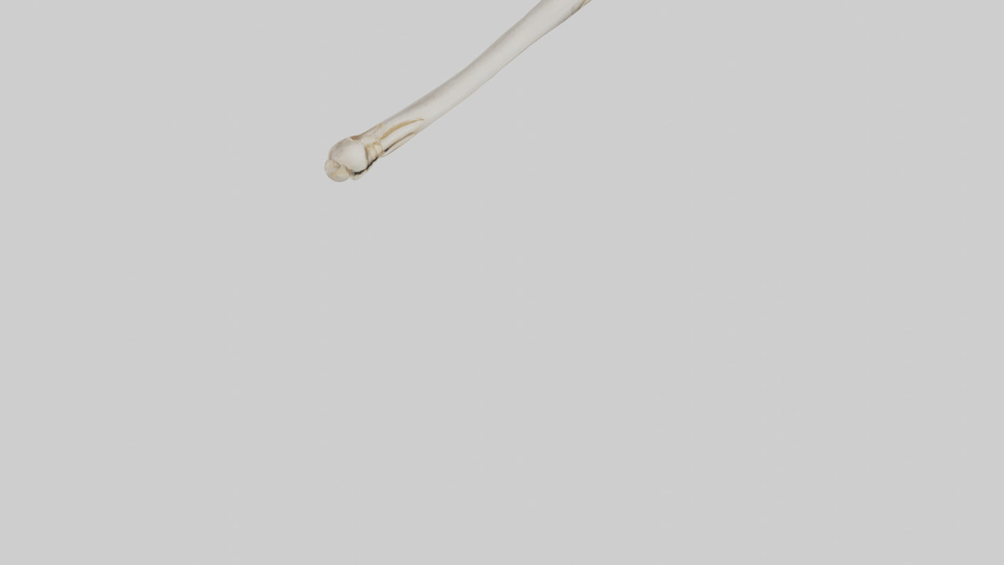 Human Femur Bone Model VR / AR / low-poly