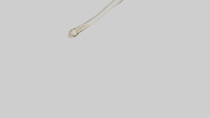 Human Femur Bone Model VR / AR / low-poly