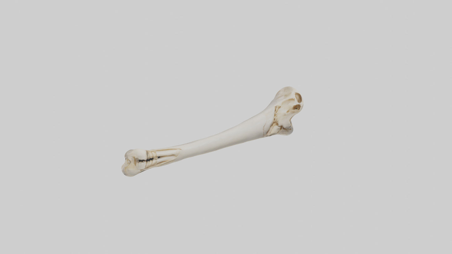 Human Femur Bone Model VR / AR / low-poly