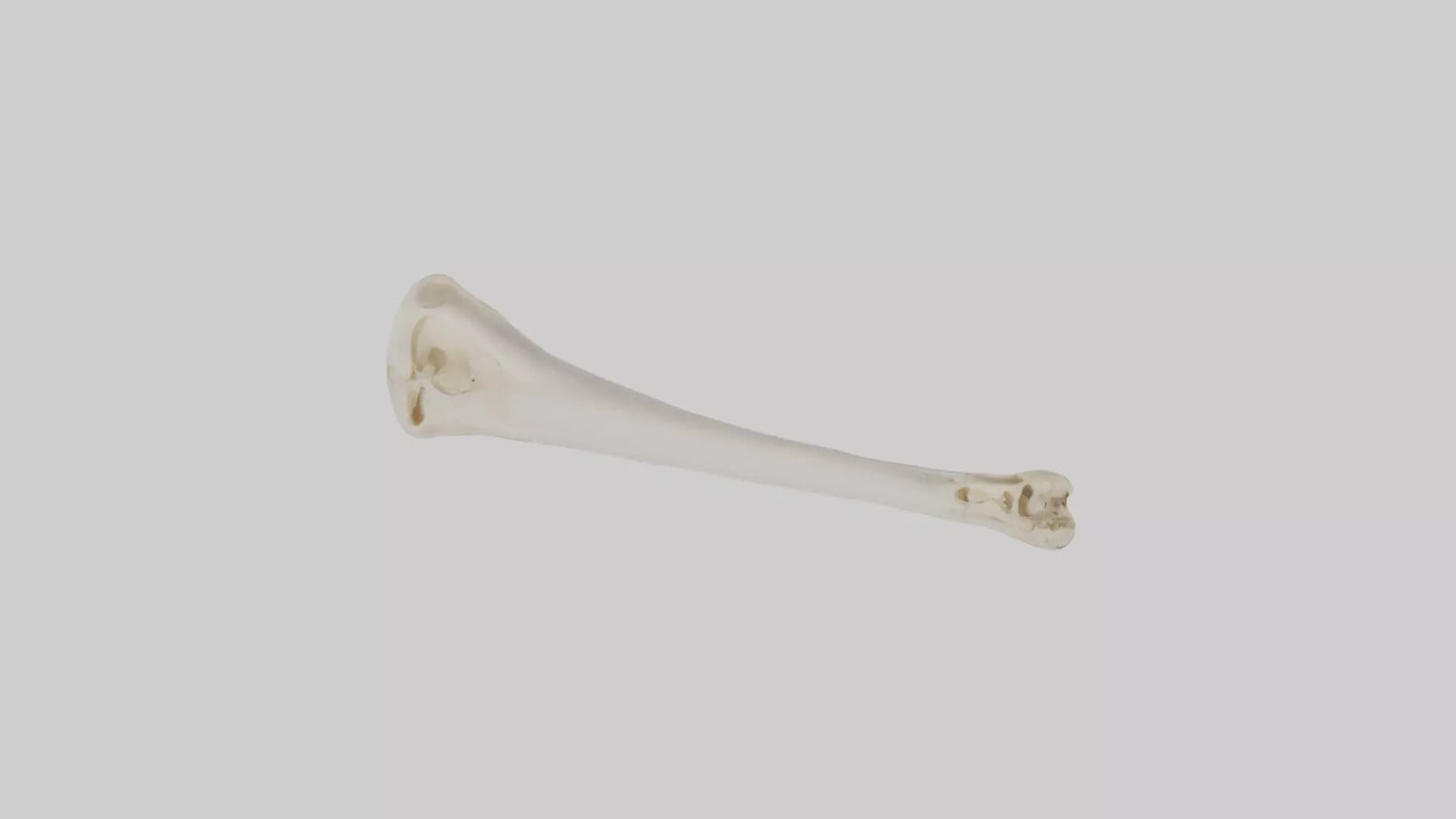 Human Femur Bone Model VR / AR / low-poly