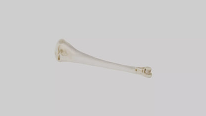 Human Femur Bone Model VR / AR / low-poly