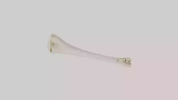 Human Femur Bone Model VR / AR / low-poly