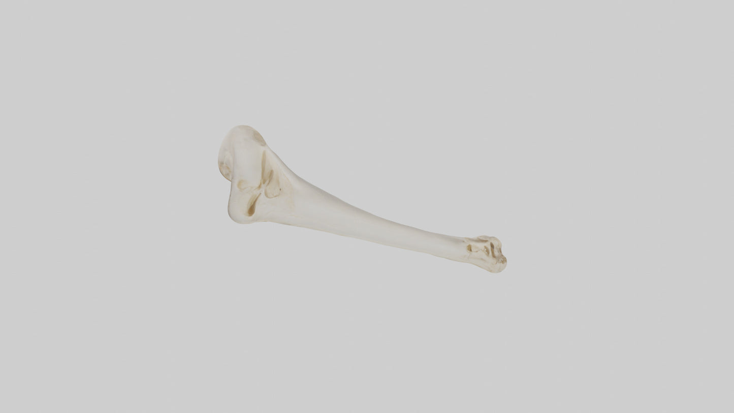 Human Femur Bone Model VR / AR / low-poly