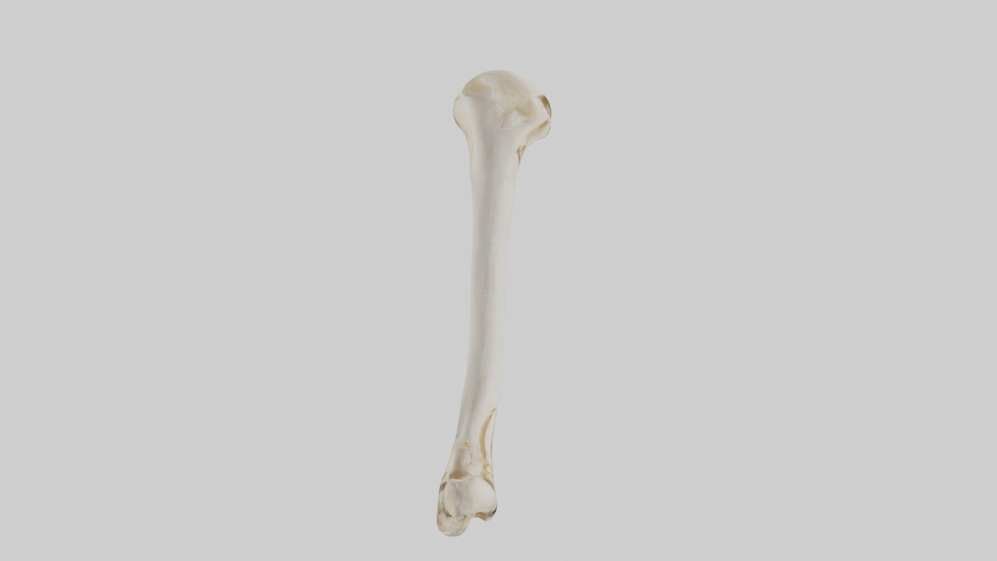 Human Femur Bone Model VR / AR / low-poly