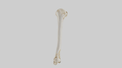 Human Femur Bone Model VR / AR / low-poly