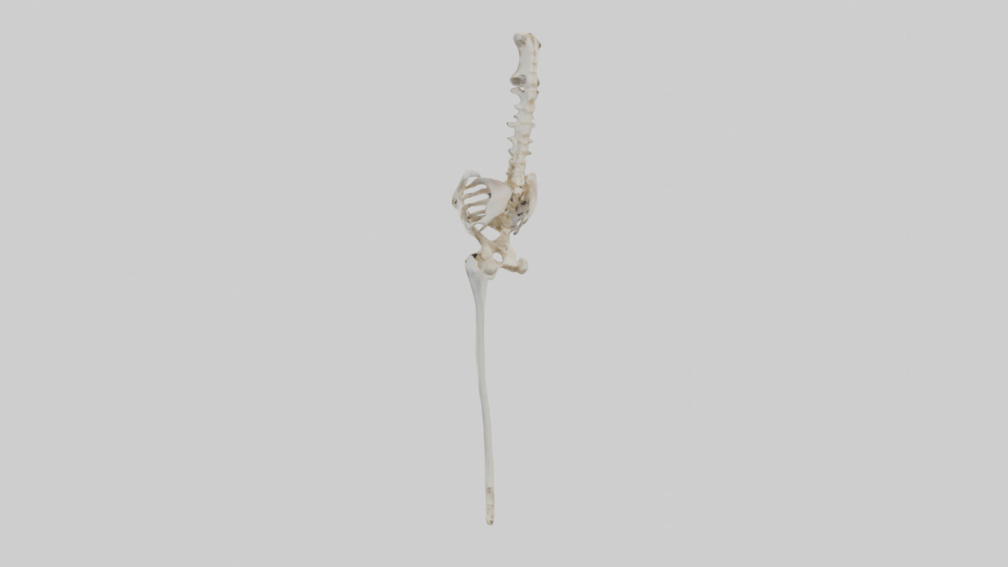 Human Femur Skeleton model VR / AR / low-poly