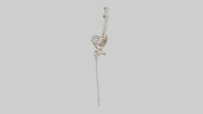Human Femur Skeleton model VR / AR / low-poly
