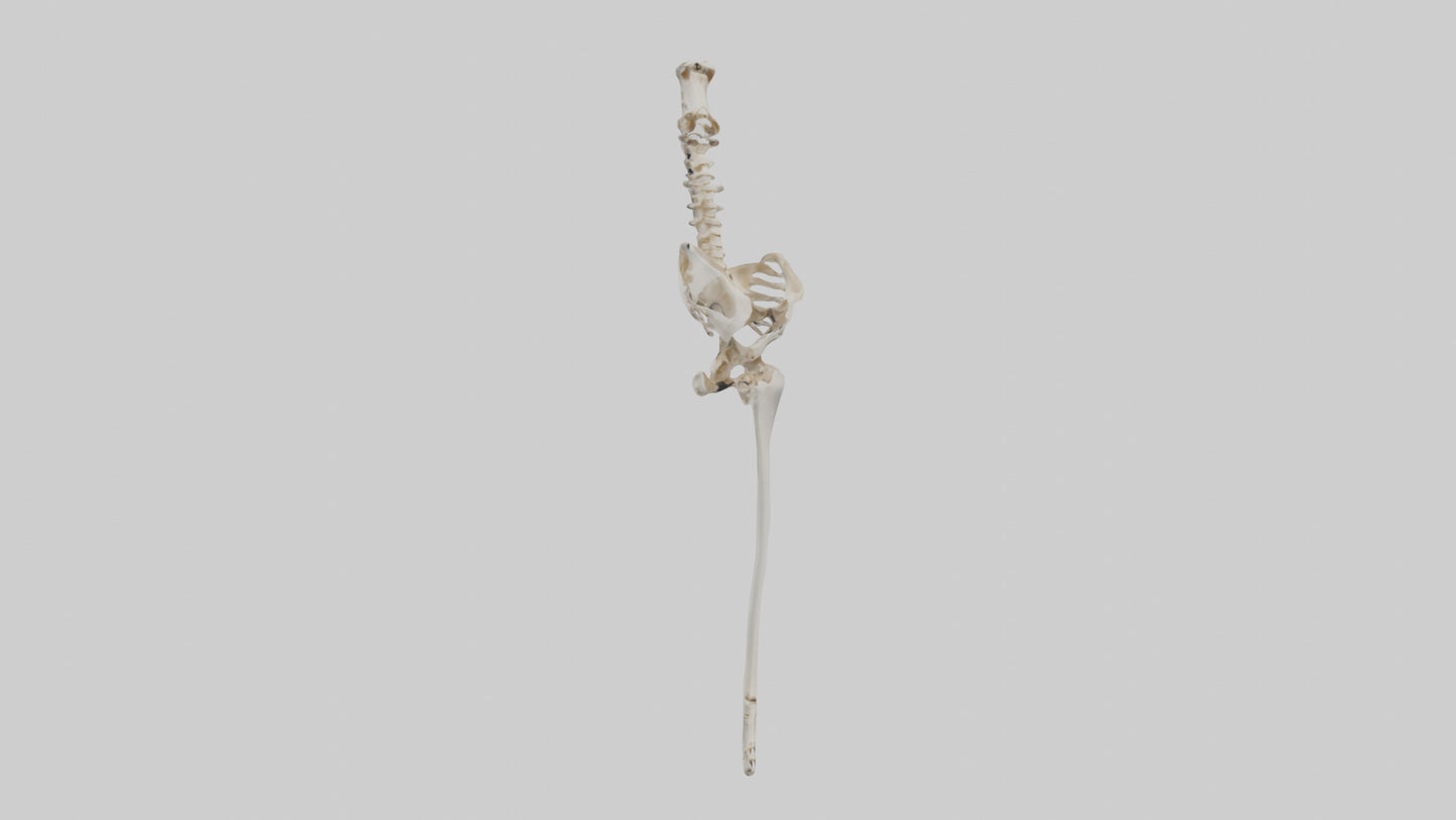Human Femur Skeleton model VR / AR / low-poly