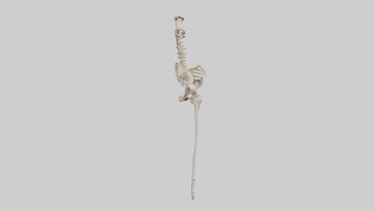 Human Femur Skeleton model VR / AR / low-poly