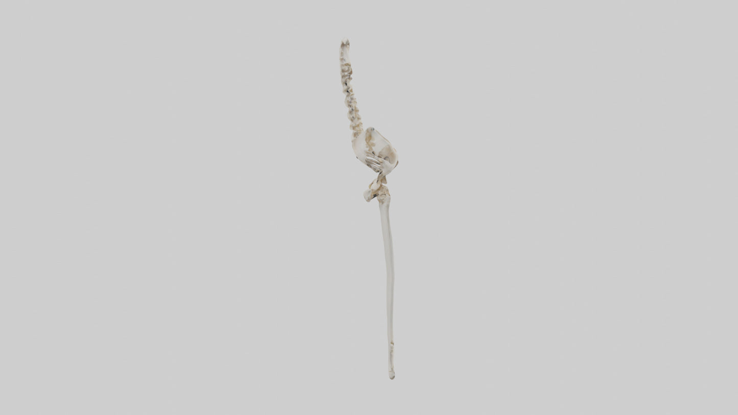 Human Femur Skeleton model VR / AR / low-poly