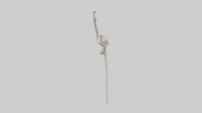 Human Femur Skeleton model VR / AR / low-poly