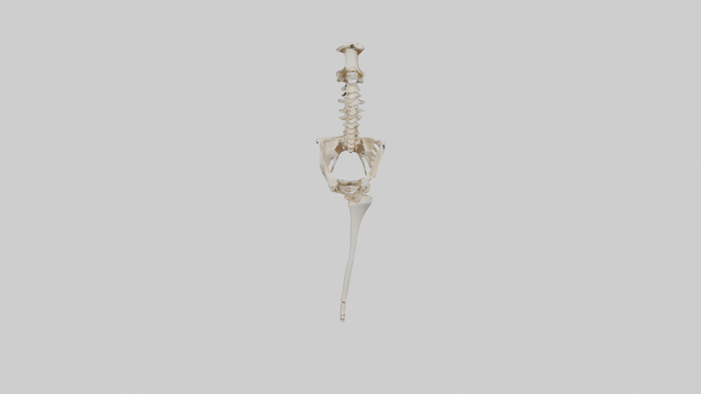 Human Femur Skeleton model VR / AR / low-poly