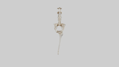 Human Femur Skeleton model VR / AR / low-poly