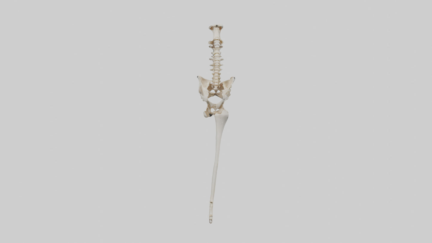 Human Femur Skeleton model VR / AR / low-poly