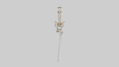 Human Femur Skeleton model VR / AR / low-poly