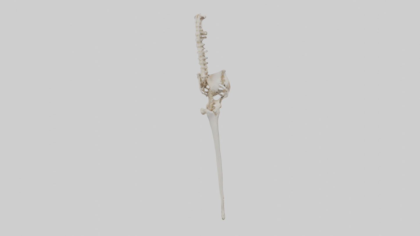 Human Femur Skeleton model VR / AR / low-poly