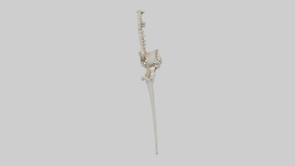 Human Femur Skeleton model VR / AR / low-poly