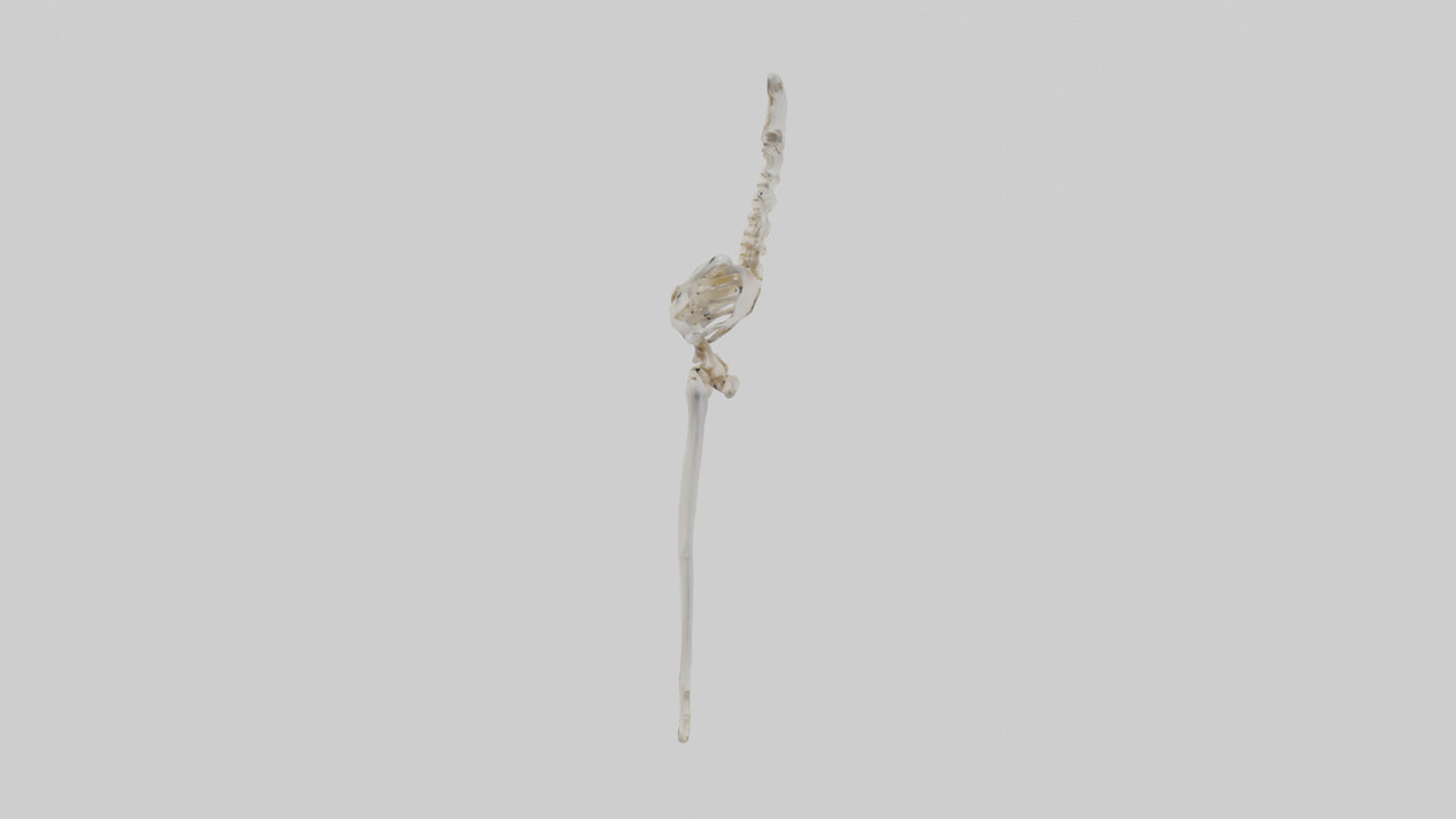 Human Femur Skeleton model VR / AR / low-poly