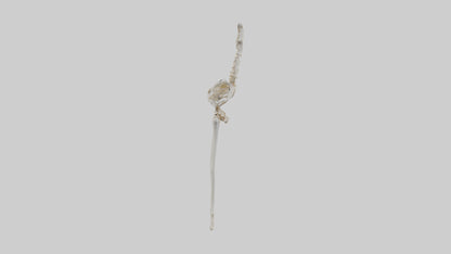 Human Femur Skeleton model VR / AR / low-poly