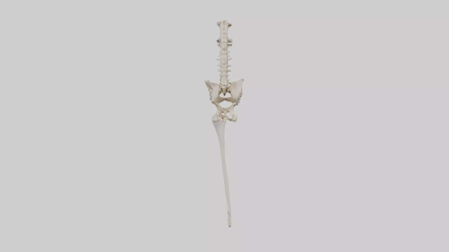 Human Femur Skeleton model VR / AR / low-poly