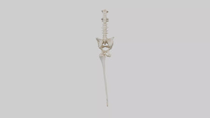 Human Femur Skeleton model VR / AR / low-poly