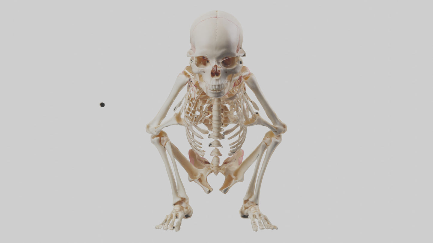 3D model Human Fetus Skeleton model VR / AR / low-poly