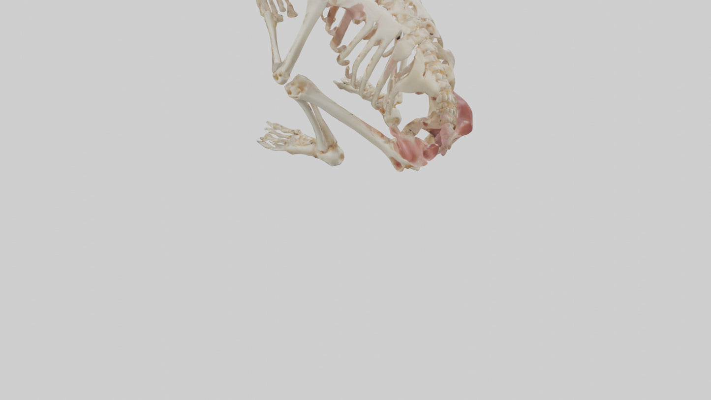 3D model Human Fetus Skeleton model VR / AR / low-poly