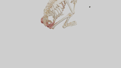 3D model Human Fetus Skeleton model VR / AR / low-poly