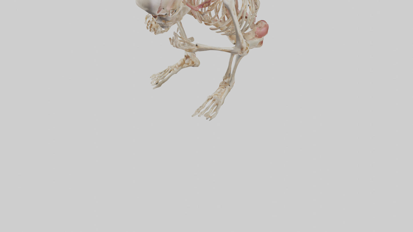 3D model Human Fetus Skeleton model VR / AR / low-poly