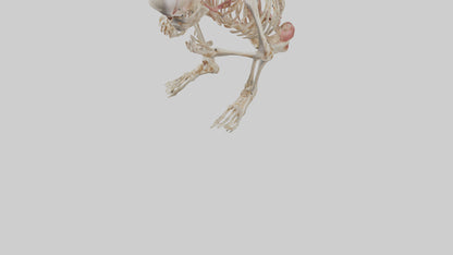 3D model Human Fetus Skeleton model VR / AR / low-poly