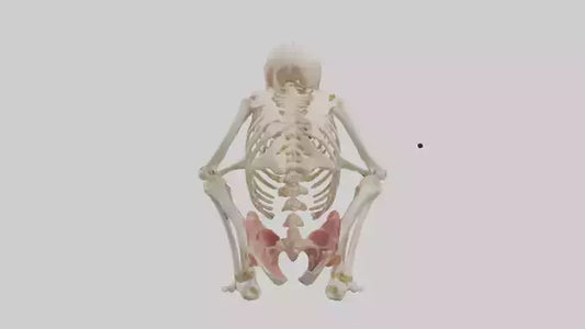 3D model Human Fetus Skeleton model VR / AR / low-poly