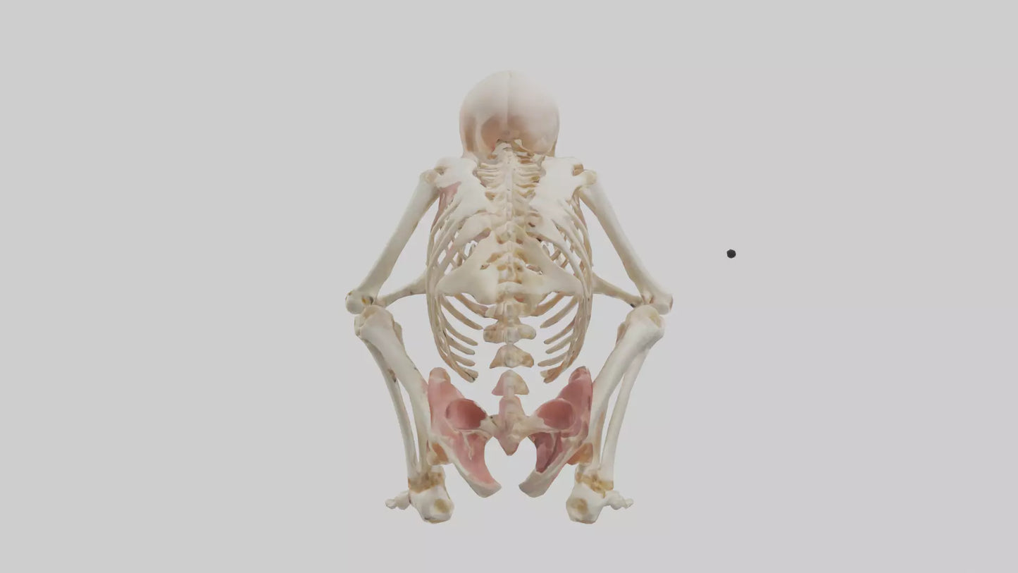 3D model Human Fetus Skeleton model VR / AR / low-poly