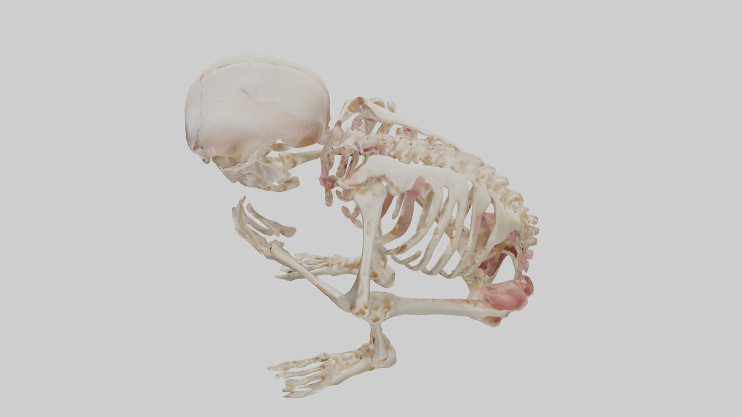 3D model Human Fetus Skeleton model VR / AR / low-poly