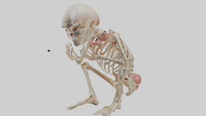 3D model Human Fetus Skeleton model VR / AR / low-poly
