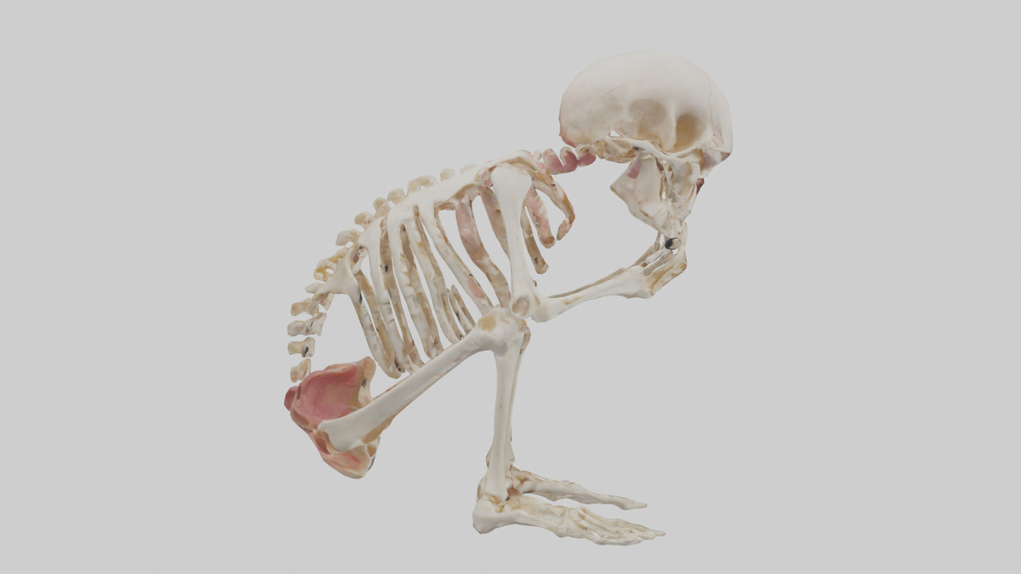 3D model Human Fetus Skeleton model VR / AR / low-poly
