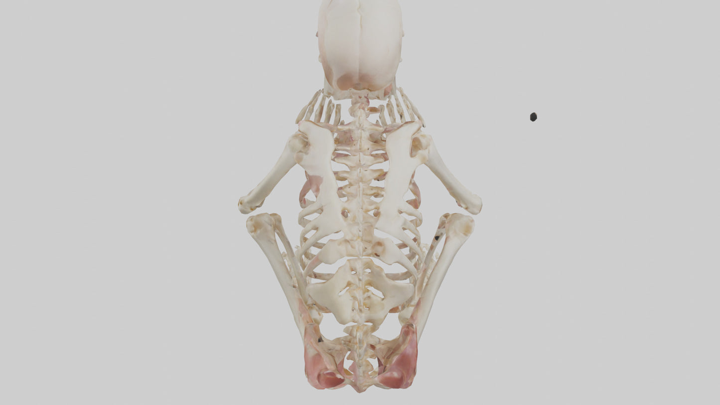 3D model Human Fetus Skeleton model VR / AR / low-poly