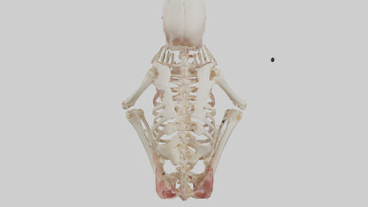 3D model Human Fetus Skeleton model VR / AR / low-poly