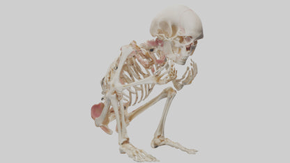 3D model Human Fetus Skeleton model VR / AR / low-poly