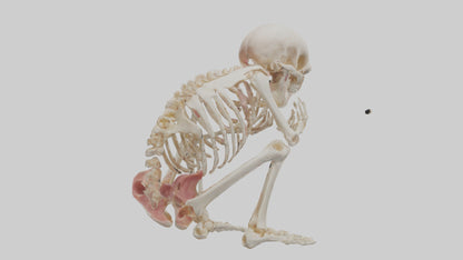 3D model Human Fetus Skeleton model VR / AR / low-poly