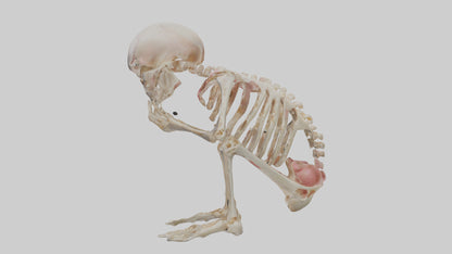 3D model Human Fetus Skeleton model VR / AR / low-poly