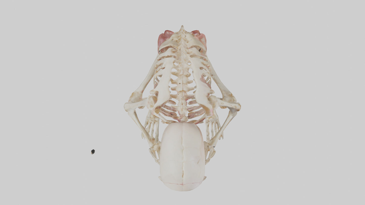 3D model Human Fetus Skeleton model VR / AR / low-poly