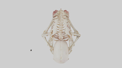 3D model Human Fetus Skeleton model VR / AR / low-poly