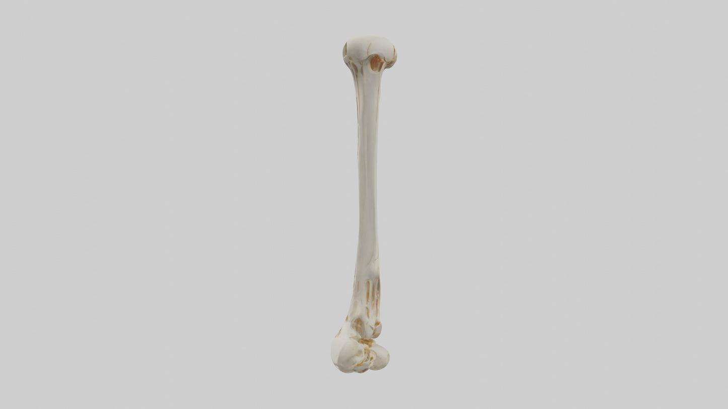 3D model Human Fibula Model VR / AR / low-poly