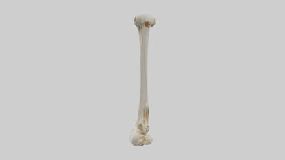 3D model Human Fibula Model VR / AR / low-poly