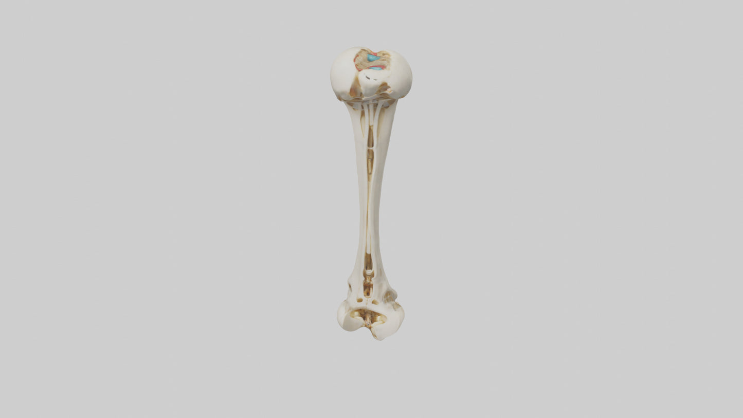 3D model Human Fibula Model VR / AR / low-poly
