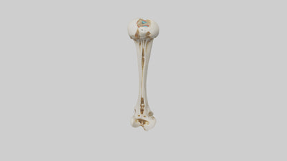 3D model Human Fibula Model VR / AR / low-poly